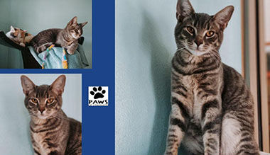 Adopt A Pet